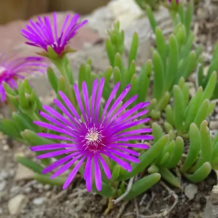 Appartement Kosbor Vendeghaz Monoszlo