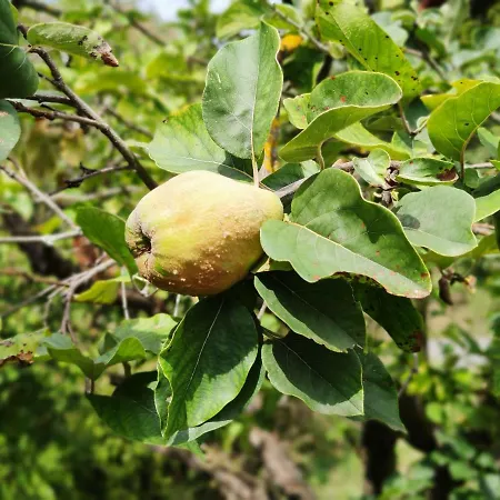 Appartement Kosbor Vendeghaz